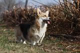 CORGI PEMBROKE 848